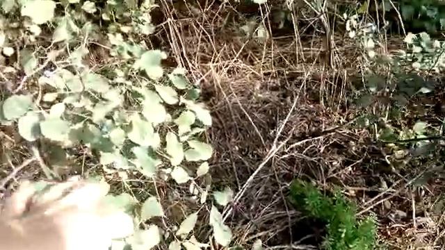 Пошла собирать грецкие орехи и нашла тёрн смотреть онлайн