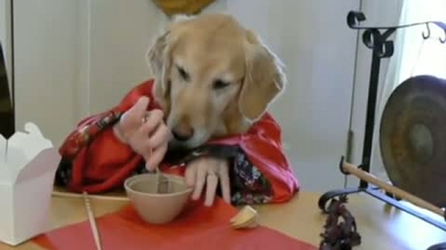 Собака, как человек! В японском ресторане! (Wasabi and Ginge смотреть онлайн
