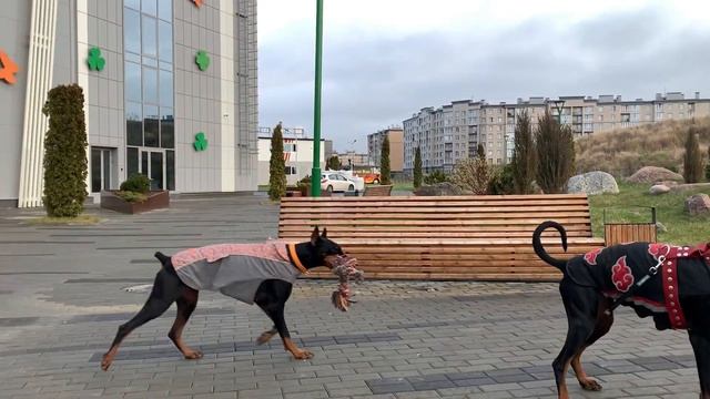 Топ полезных команд. Дрессировка собаки. Дрессировка добермана смотреть онлайн