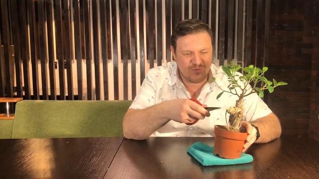 БОНСАЙ ФОРМИРОВАНИЕ НАЧАЛО