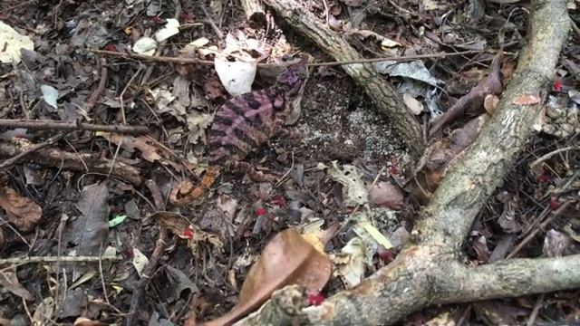 Madagaskar Ankarafantsika NP смотреть онлайн