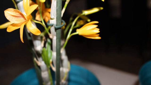 My Easter orchids in bloom смотреть онлайн