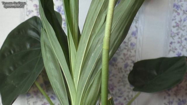 Эта ОРХИДЕЯ своим ЦВЕТЕНИЕМ заставит ЗАТАИТЬ ДЫХАНИЕ. Catasetum Planiceps