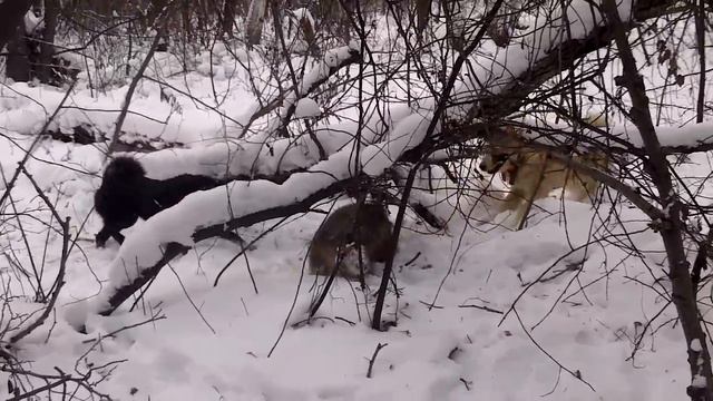 Шила и Тунгус по кабану смотреть онлайн