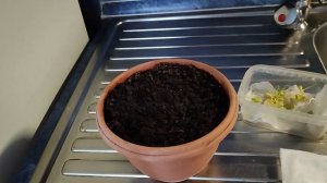 Мандарины выращиваем дома: как прорастить мандариновые косточки (способ 100% рабочий)