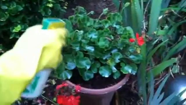 Organic Solution To Powdery Mildew On Geraniums #containergardening