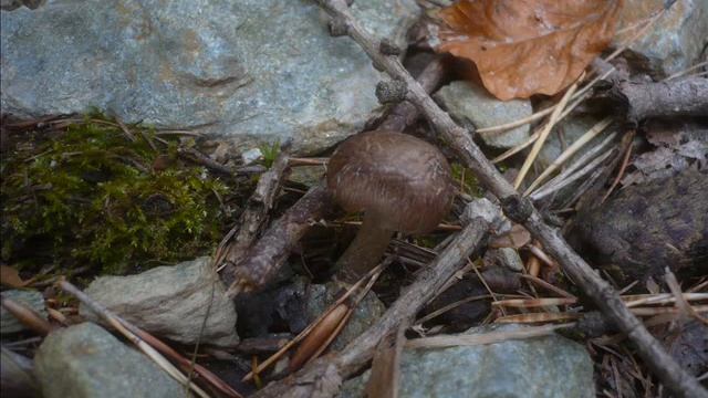 Tricholoma Cingulatum