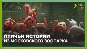Птицы| Московский зоопарк | ЗОО 24