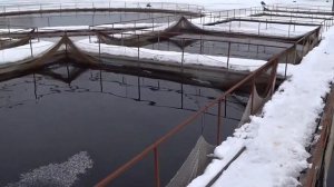 форель, форелевая ферма,кормление рыбы