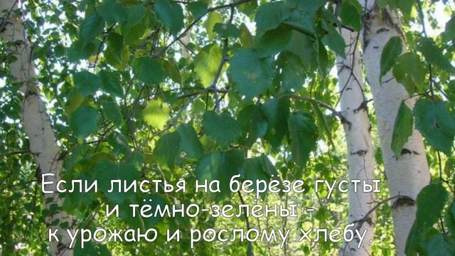 Берёзы шумят смотреть онлайн