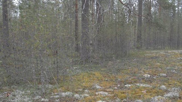 Вологда-Медвежьегорск-Вологда на велосипеде 1365/75км. Лето 2012. #bikepacking_russia