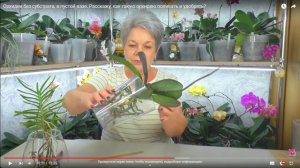 Орхидеи без субстрата, в пустой вазе. Расскажу, как такую орхидею поливать и удобрять?