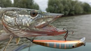 Ловля щуки на колебалку АТОМ. Откуда здесь столько щуки!!!