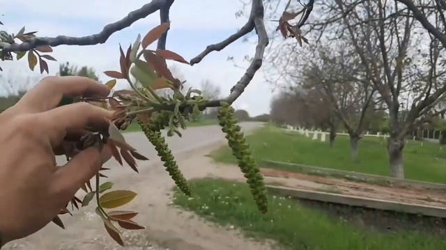 Как выглядят серёжки грецкого ореха! смотреть онлайн