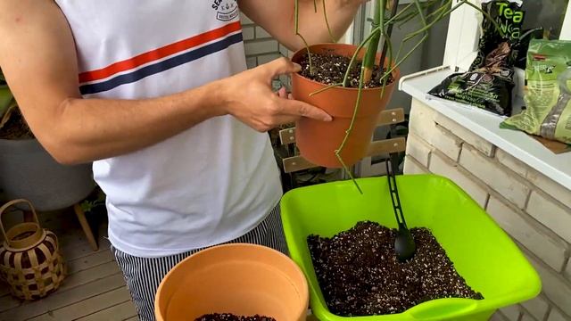 ПОПОЛНЕНИЕ КОЛЛЕКЦИИ, ЭУФОРБИЯ ТИРУКАЛЛИ