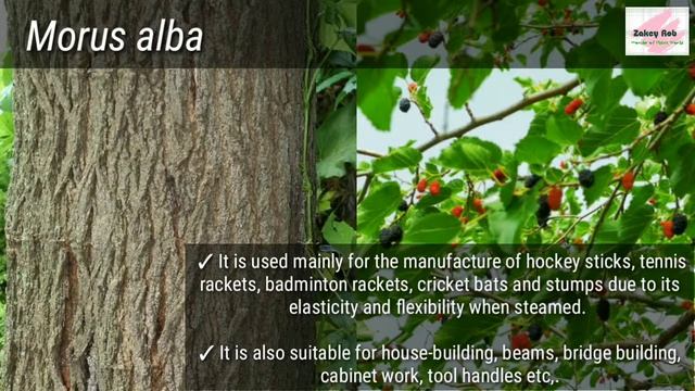 Timber Yielding Plants Species of Nagaland |Botanical name and Uses| Part 3 смотреть онлайн