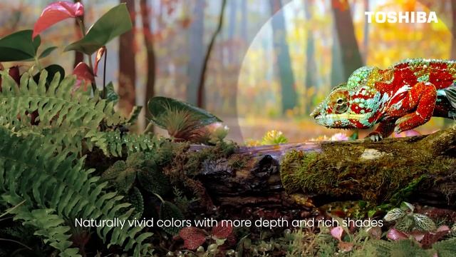 Toshiba TV’s Wide Color Gamut – A Wider Range, A More Real Experience смотреть онлайн