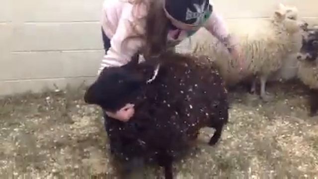 Setting-up sheep смотреть онлайн