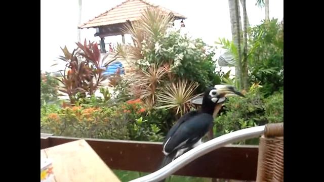 Остров Пангкор. Малазия, Декабрь 2010. Птица-носорог смотреть онлайн