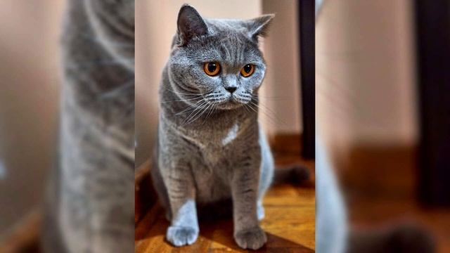 Британская короткошёрстная кошка. Плюсы и минусы, Цена, Как выбрать, Факты, Уход, История смотреть онлайн