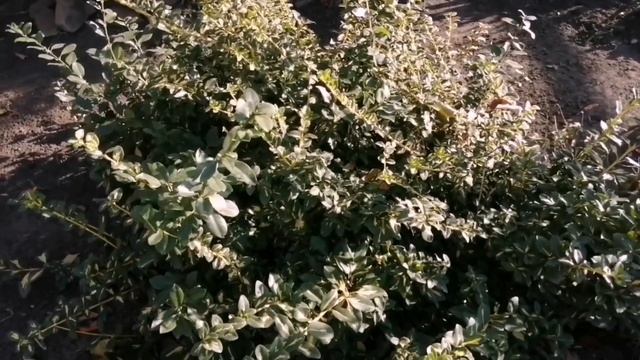 ☀️СЕНТЯБРЬ!☀️ В нашем дворе.? смотреть онлайн