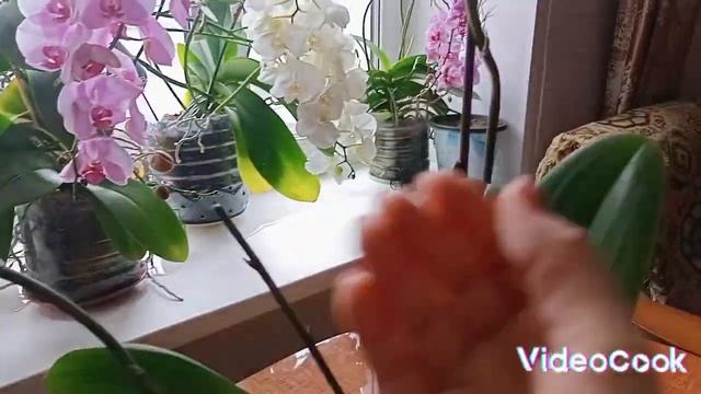 Обзор Орхидеи Африканский закат ?Жду шикарного цветения ? смотреть онлайн