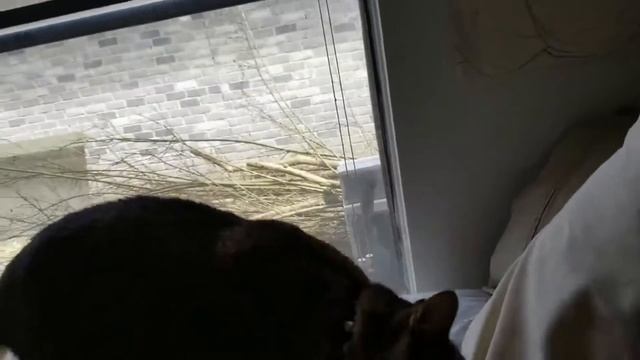 КОТ ПОКУСАЛ ХОЗЯИНА за плохое исполнение песни Queen смотреть онлайн