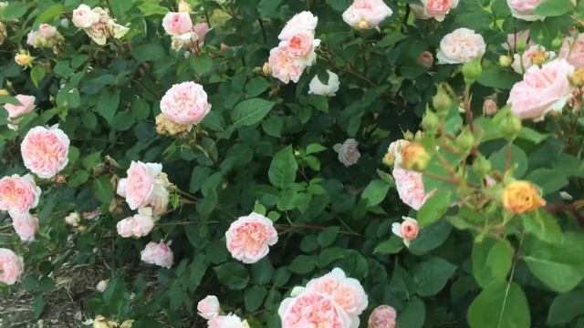 Rosa ‘Evelyn’ смотреть онлайн
