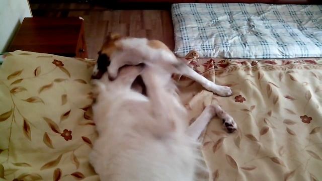 Лель и Златояр смотреть онлайн