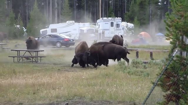 Combat Bison camping Yellowstone Aout 2010 смотреть онлайн