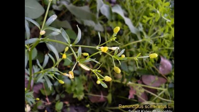 ШЕЛКОВНИК (BATRACHIUM) сем. Лютиковые смотреть онлайн