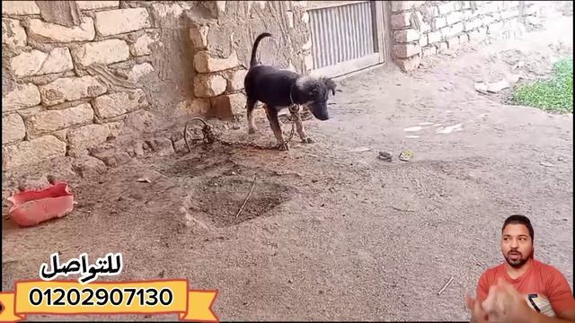 سوق الكلاب الالكتروني والاسعار كلها من500و600و800 ?خربت خالص?جيرمن_روت وايلر_بيتبول_جريت دات مع شيك смотреть онлайн