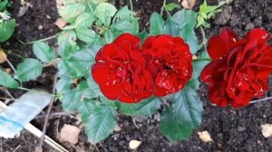 Роза АКАПЕЛЛА , ЛЕОНАРДО ДА ВИНЧИ , СУПЕР ТРУПЕР .