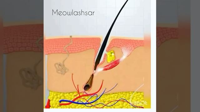 Как растут ресницы смотреть онлайн