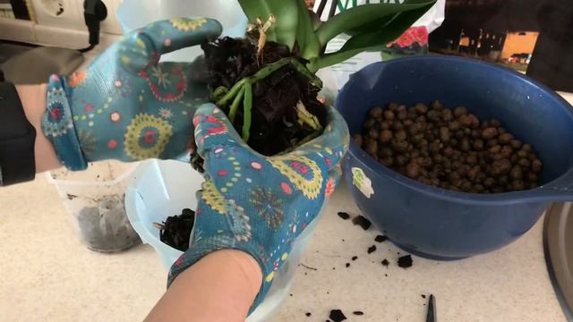 Немного домашних хлопот. Сажаем орхидею Фаленопсис смотреть онлайн