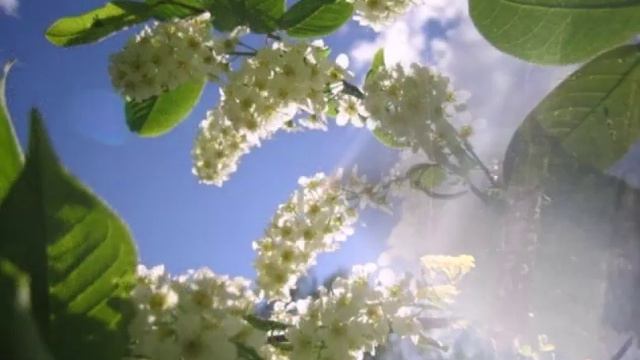 Я Живу в Капельке Росы смотреть онлайн