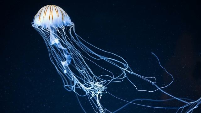 ПРЕКРАСНАЯ СПОКОЙНАЯ МУЗЫКА *** ПОЗИТИВНАЯ МУЗЫКА ДЛЯ МАКСИМАЛЬНОГО РАССЛАБЛЕНИЯ И ОТДЫХА