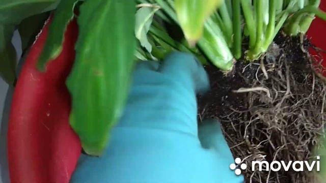 Пересадка и разделение спатифиллума.