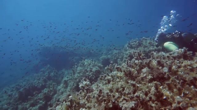 Mellieha bay dive смотреть онлайн