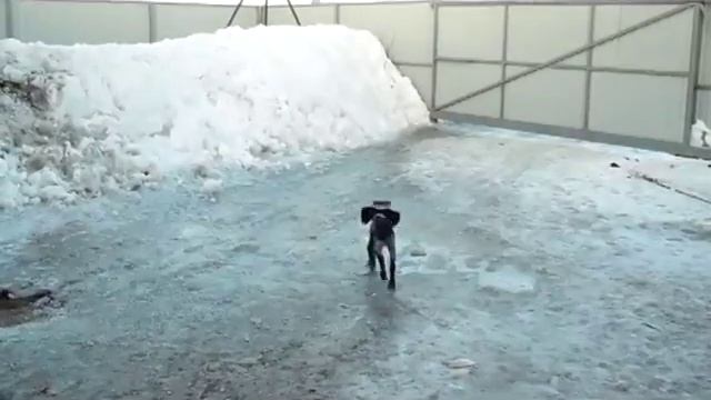 Русский охотничий спаниель