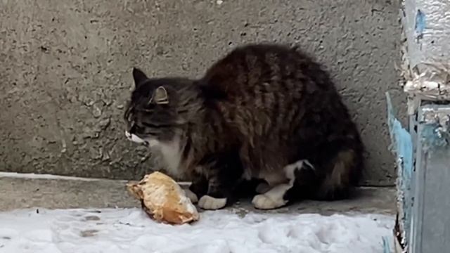 Вы сможете взять домой уличную кошку? Почему кошек выбрасывают на улицу? 29 ноября 2023 г. смотреть онлайн