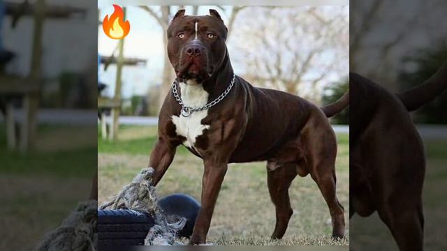 Pitbull dog 🐕 status ❤️🔥 смотреть онлайн