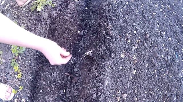 Когда Сажать Кукурузу ?! Посадка Семенами в Открытый Грунт.Growing corn. смотреть онлайн