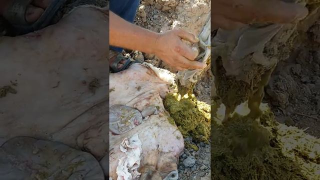 қарын тазалаудың жаңа тəсілі.03.09.2017.астана смотреть онлайн