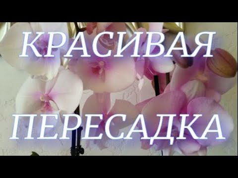 Красивая пересадка розовых Биг-липов в стеклянную вазу.