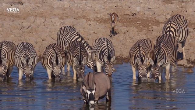 Maasai Mara National Reserve | Safari Adventure in a Wildlife Paradise смотреть онлайн