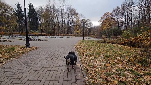 Гэри гуляет в осеннем парке, утро, золотой листопад #bulldog #бульдог #осень #гэри #староанглийский смотреть онлайн