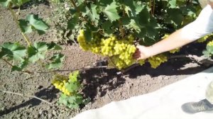Десятка лучших сортов винограда для начинающих