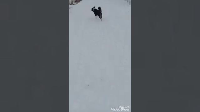 Гуляем, у нас снег) ? нам весело) ))? смотреть онлайн