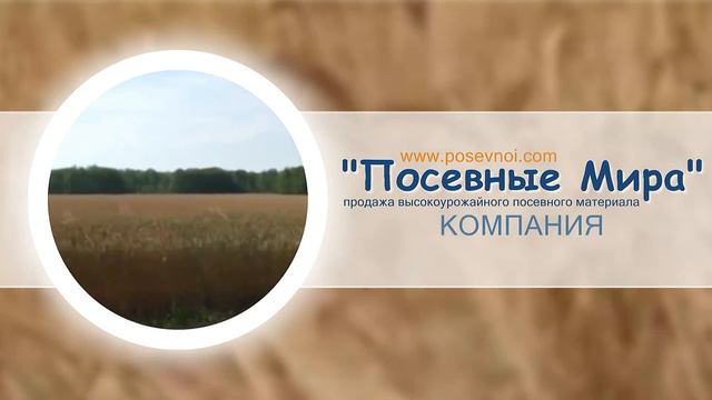 Продажа высокоурожайного посевного материала смотреть онлайн